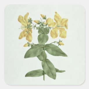 Sticker Carré Flétan (Hypericum quartinianum) (w/c