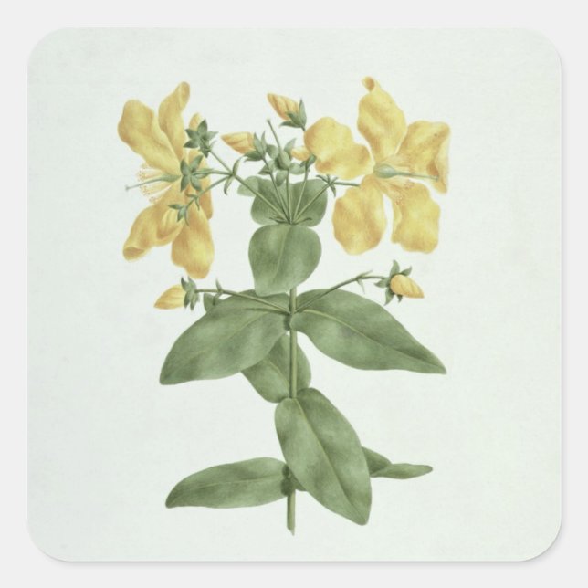 Sticker Carré Flétan (Hypericum quartinianum) (w/c (Devant)