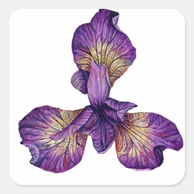 Sticker Carré Fleur bleu Iris Siberica (Devant)