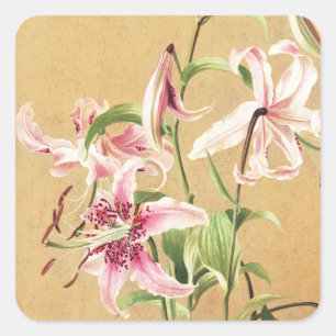 Sticker Carré Fleur Botanique d'Art de Lys Oriental Rose Vintage