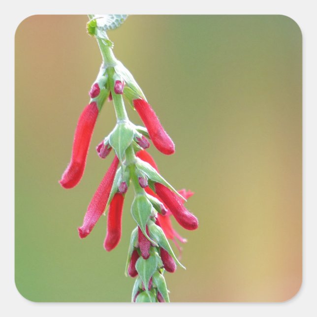 Sticker Carré Fleur d'ananas (Devant)