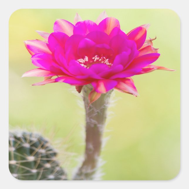 Sticker Carré Fleur de cactus d'antimatière (Devant)
