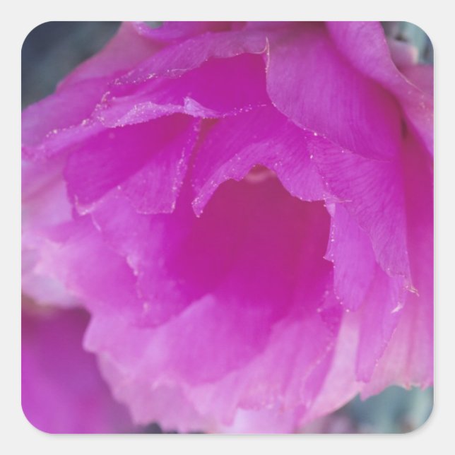 Sticker Carré Fleur de Cactus Hérisson Rose (Echinocereus (Devant)