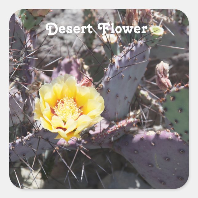Sticker Carré Fleur de cactus jaune (Devant)