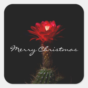 Sticker Carré Fleur de cactus torche rouge, Joyeux Noël