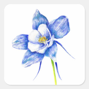 Sticker Carré Fleur de columbine bleue