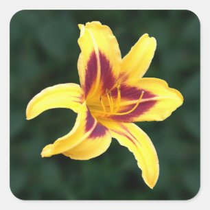 Sticker Carré Fleur de jour jaune avec rouge, Hemerocallis :