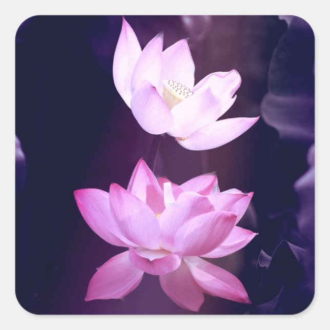 Sticker Carré Fleur de Lotus en fleurs (Devant)