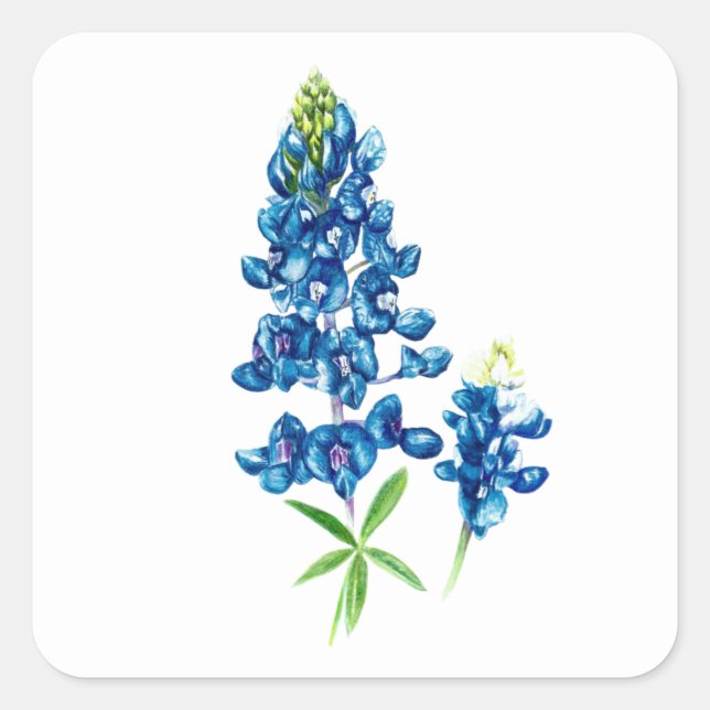 Sticker Carré Fleur de Lupin bleu (Devant)