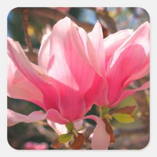 Sticker Carré Fleur de Magnolia rose