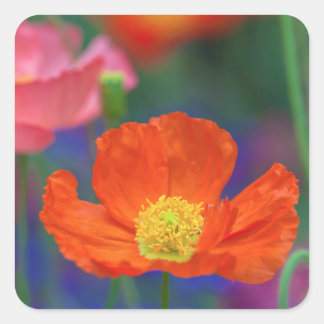 Sticker Carré Fleur de pavot orange vibrant