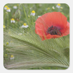 Sticker Carré Fleur de pavot rouge, Toscane, Italie