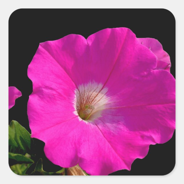 Sticker Carré fleur de pétunia rose (Devant)