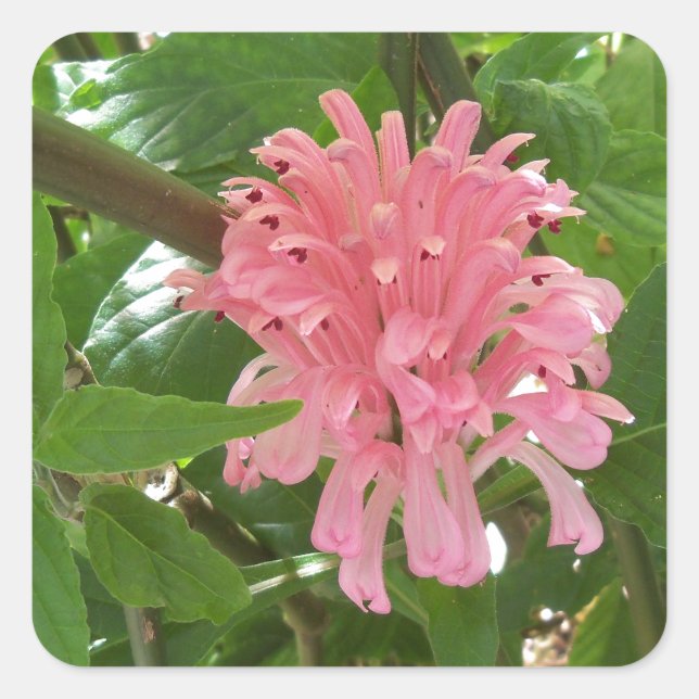 Sticker Carré Fleur de plume brésilienne (Devant)