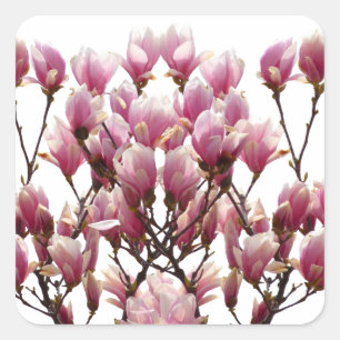 Sticker Carré Fleur de printemps rose florissante Magnolias