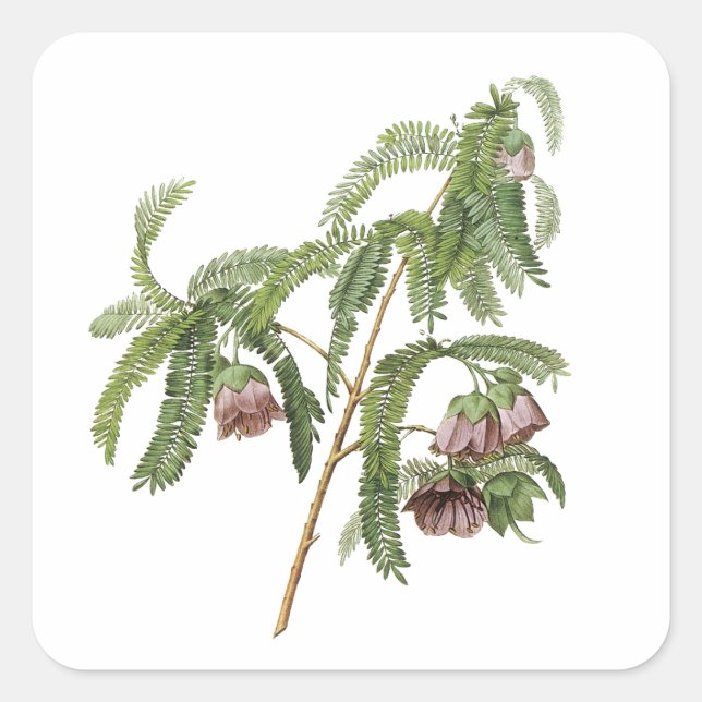 Sticker Carré fleur de tamarin par Redouté (Devant)