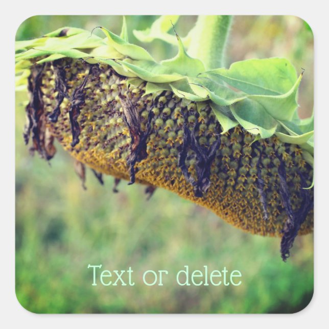 Sticker Carré Fleur de tournesol fanée personnalisée (Devant)