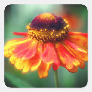 Sticker Carré Fleur de Zinnia jaune orange