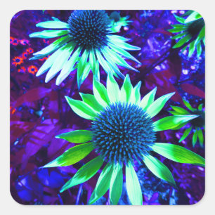 Sticker Carré Fleur d'échinacée de confleur orientale