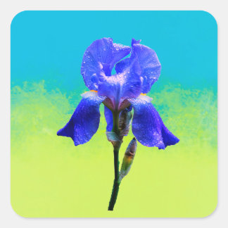 Sticker Carré Fleur d'Iris