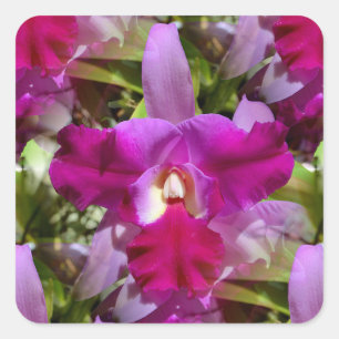Sticker Carré Fleur d'orchidée de Cattleya tropicale