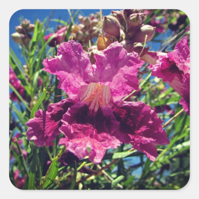 Sticker Carré Fleur d'orchidées du désert Vivid Pink Purple (Devant)