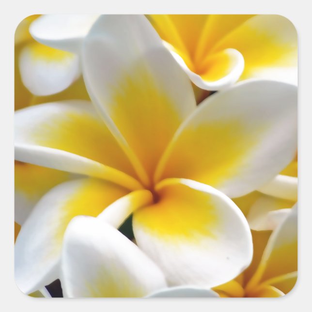 Sticker Carré Fleur Frangipani Plumeria (Devant)