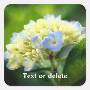 Sticker Carré Fleur Hydrangea douce personnalisée