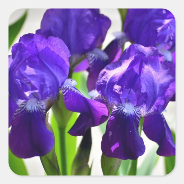 Sticker Carré Fleur Iris Iris Violet (Devant)