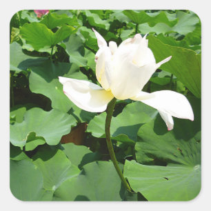 Sticker Carré Fleur Lotus blanche