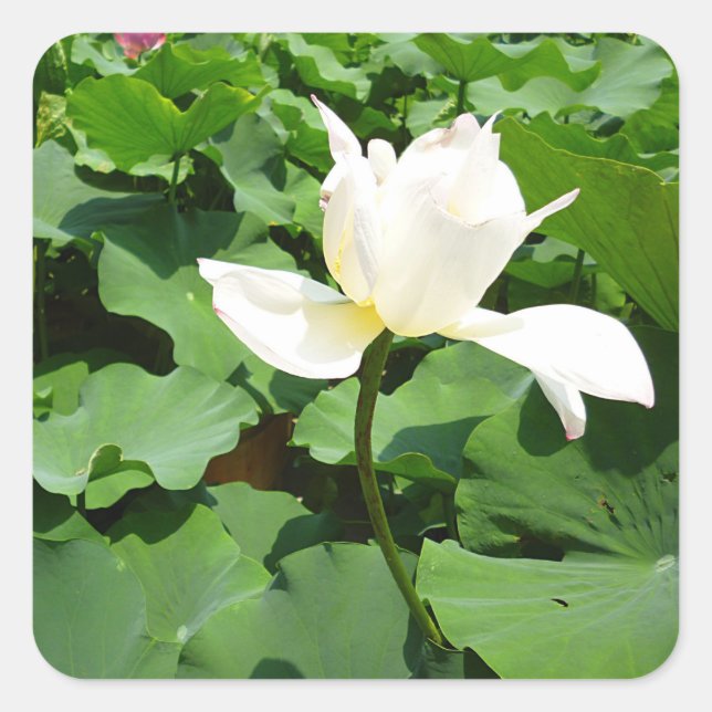 Sticker Carré Fleur Lotus blanche (Devant)
