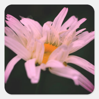 Sticker Carré Fleur marguerite blanche