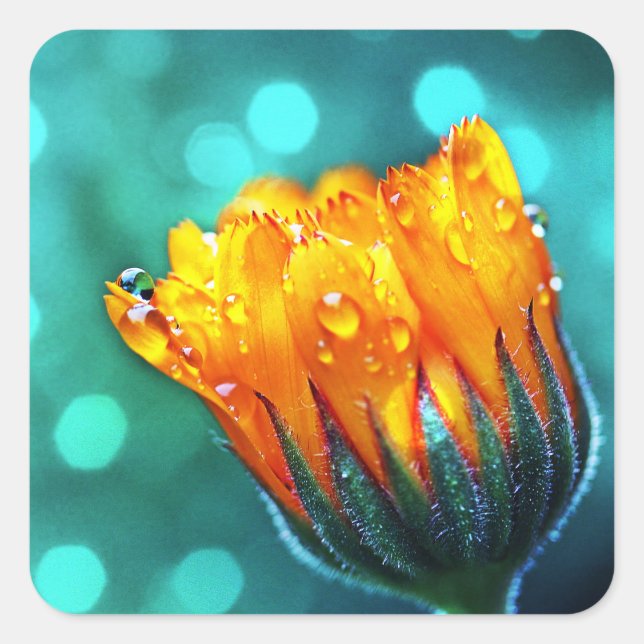 Sticker Carré Fleur Marigold Turquoise (Devant)