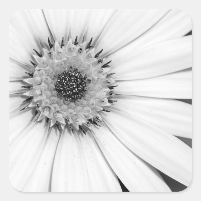 Sticker Carré Fleur monochrome de marguerite africaine (Devant)