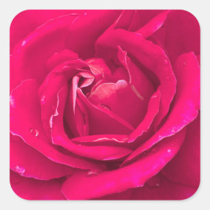 Sticker Carré Fleur rose