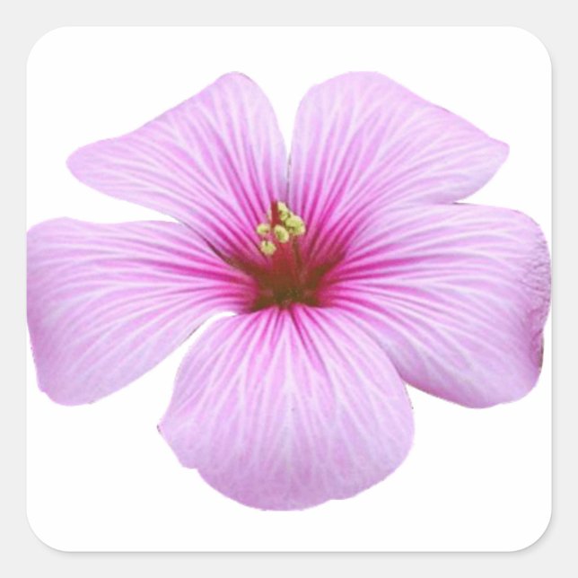 Sticker Carré Fleur rose brillante (Devant)