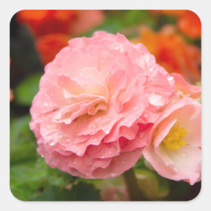Sticker Carré Fleur rose délicate après la pluie