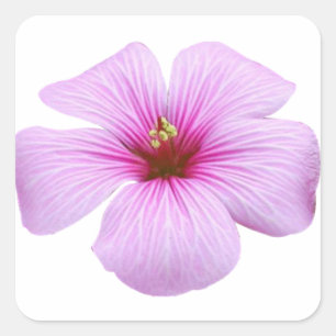 Sticker Carré Fleur rose lumineuse