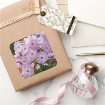 Fleur rose Phlox, Photographie canadienne