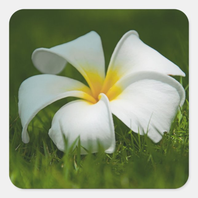 Sticker Carré Fleur tropicale blanche (frangipani) gros plan (Devant)