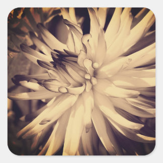 Sticker Carré Fleur vintage Sepia Dahlia