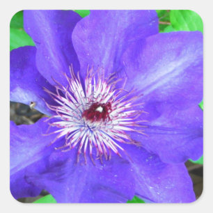 Sticker Carré Fleur violette Clematis