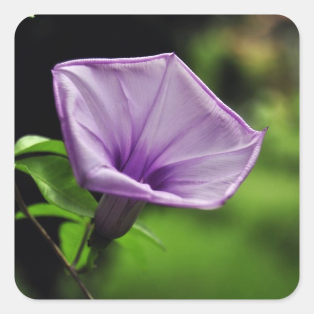Sticker Carré Fleur violette sur Arrière - plan vert (Devant)