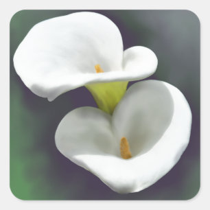 Sticker Carré Fleurs blanches de zantedeschia