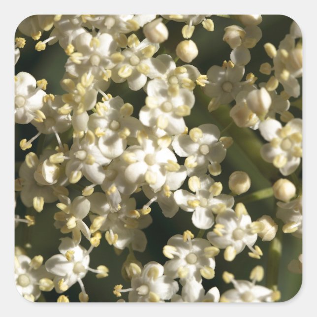 Sticker Carré Fleurs d'airelles (Sambucus nigra) (Devant)