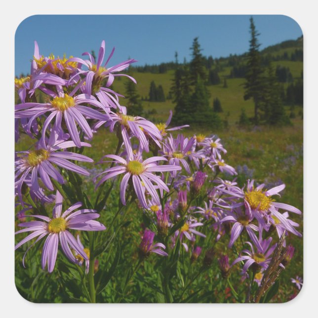 Sticker Carré Fleurs d'aster violettes au mont Rainier (Devant)