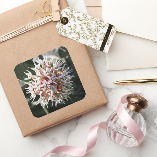 Sticker Carré Fleurs de Asclépiade Blanche (Cadeaux)