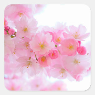 Sticker Carré Fleurs de cerisier japonaises roses merveilleuses