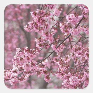 Sticker Carré Fleurs de cerisier Sakura rose flottant