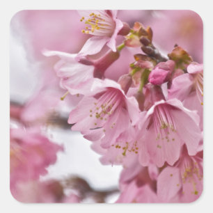 Sticker Carré Fleurs de cerisier Sakura rose pâle